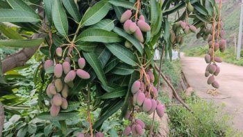 会东县铁柳镇六月芒果飘香插图8