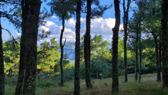 会东县抢抓机遇，以正在实施的国家储备林建设插图2