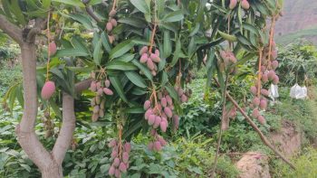 会东县铁柳镇六月芒果飘香插图