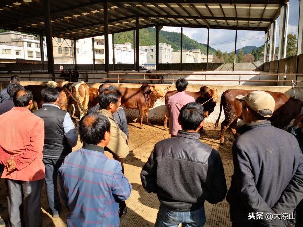 图片[1]-探访堵格牲畜交易市场凉山会东黑山羊备受青睐-会东网