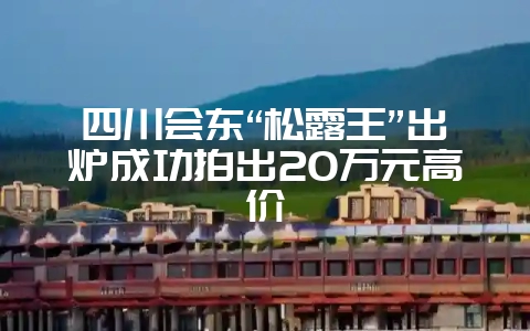 四川会东“松露王”出炉成功拍出20万元高价-会东网