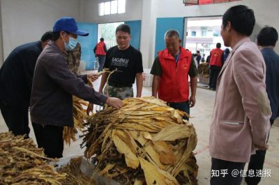 图片[4]-会东县淌塘镇召开烤烟收购工作推进会-会东网