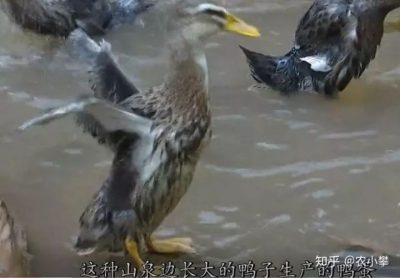 嘎吉皮蛋插图1 嘎吉皮蛋插图1