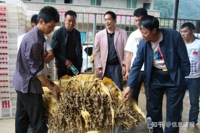 图片[5]-会东县淌塘镇召开烤烟收购工作推进会-会东网