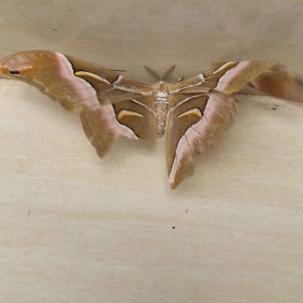 会东县鯵鱼河镇发现一只疑似受伤的猫头鹰-会东网