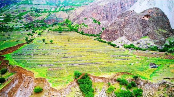 会东县乌东德镇大梨树村的热带水果凤梨上市热卖!插图1 会东县乌东德镇大梨树村的热带水果凤梨上市热卖!插图1