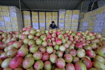 川滇明珠|会东建县70周年插图86 川滇明珠|会东建县70周年插图86