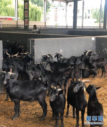 川滇明珠|会东体验安宁河谷流域现代农业发展插图1