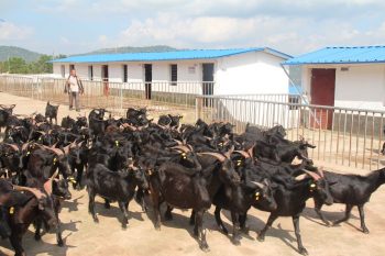 川滇明珠|会东探索农业发展新路径，找到乡村振兴的“财富密码插图1