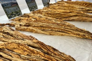 川滇明珠|会东探索农业发展新路径，找到乡村振兴的“财富密码插图3