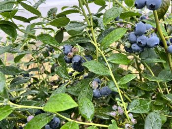 川滇明珠|会东探索农业发展新路径，找到乡村振兴的“财富密码插图5