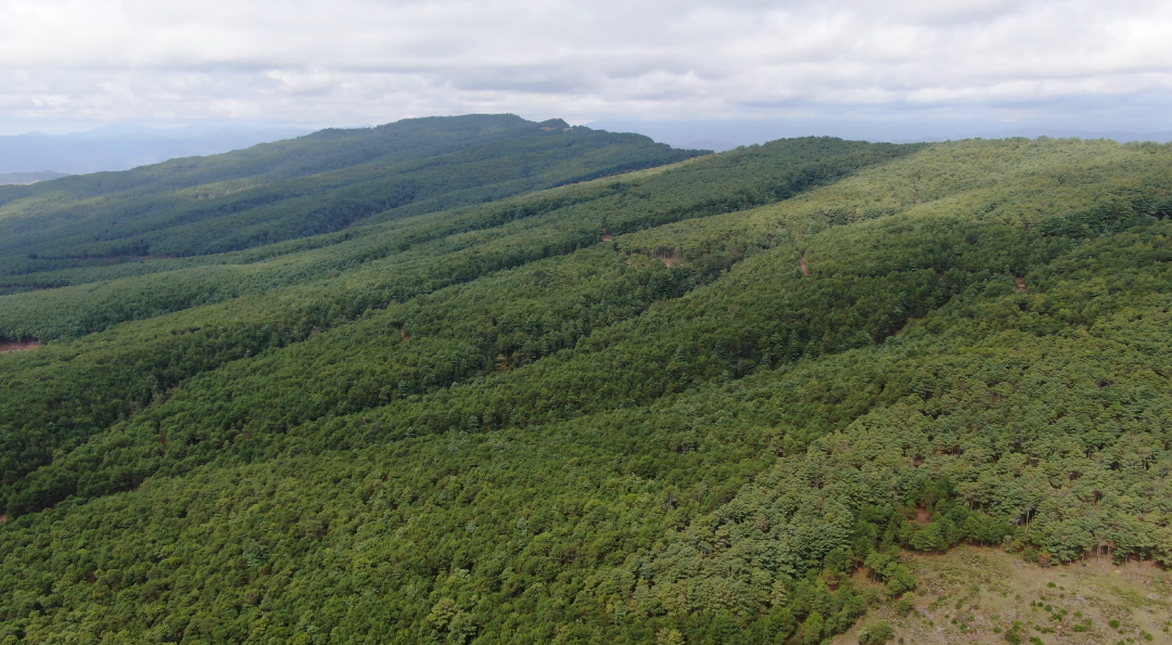 川滇明珠旅游|会东夏天避暑最佳去处——会东马头山插图4 川滇明珠旅游|会东夏天避暑最佳去处——会东马头山插图4