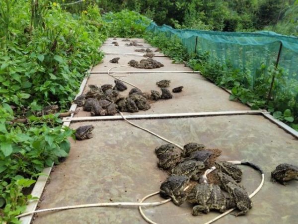 会东三农|初夏的堵格镇,植物萌动插图1 会东三农|初夏的堵格镇,植物萌动插图1