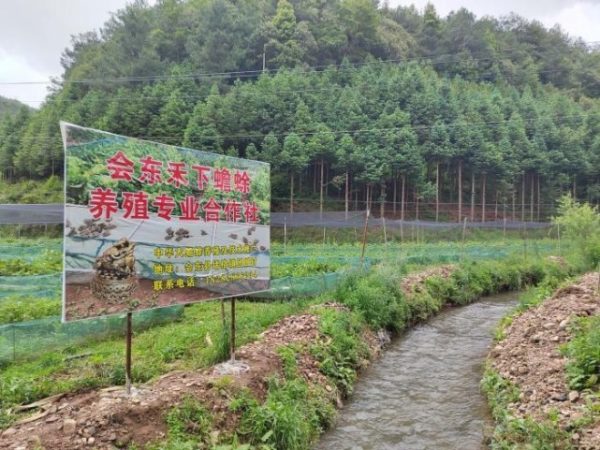 会东三农|初夏的堵格镇,植物萌动插图 会东三农|初夏的堵格镇,植物萌动插图