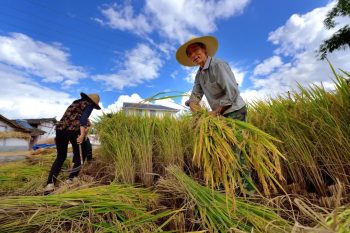 川滇明珠|会东建县70周年插图85 川滇明珠|会东建县70周年插图85
