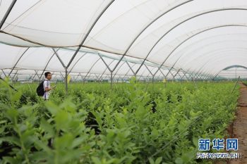 川滇明珠|会东体验安宁河谷流域现代农业发展-会东网