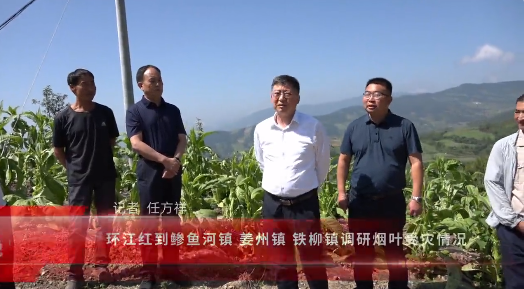 会东资讯：环江红到鲹鱼河镇 姜州镇 铁柳镇调研烟叶受灾情况插图