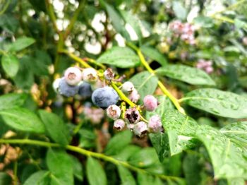 川滇明珠|会东“混血”蓝莓今年可实现产值2亿元插图