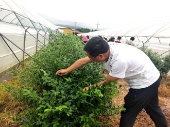 川滇明珠|会东“混血”蓝莓今年可实现产值2亿元插图1