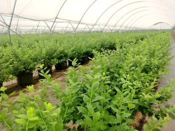 川滇明珠|会东“混血”蓝莓今年可实现产值2亿元插图2