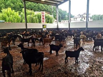 川滇明珠：会东县有两件“黑宝贝”——黑松露和黑山羊插图1