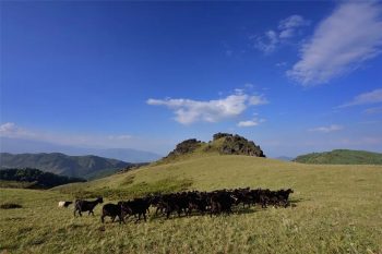 川滇明珠动态|会东县森林草原防灭火“三化”建设-会东网