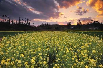 川滇明珠|会东建县70周年插图5 川滇明珠|会东建县70周年插图5