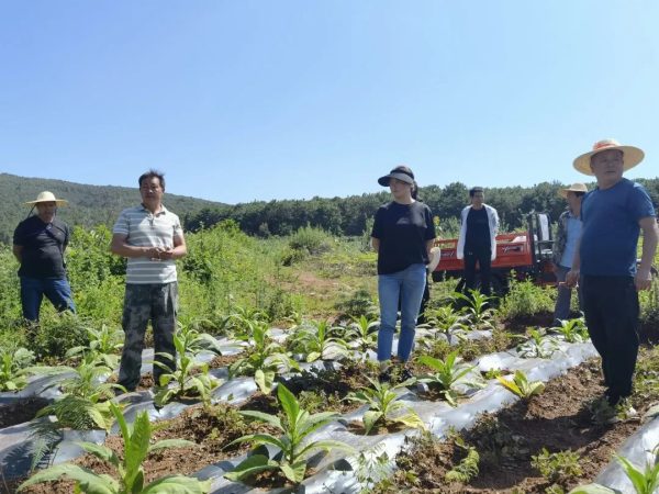 会东烤烟:金沙江畔的“黄金叶”-会东网