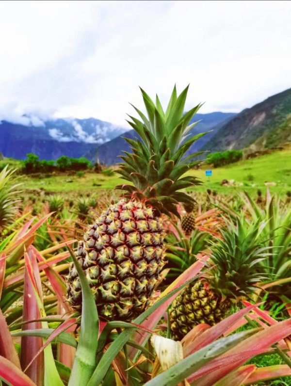 会东县乌东德镇大梨树村的热带水果凤梨上市热卖!-会东网