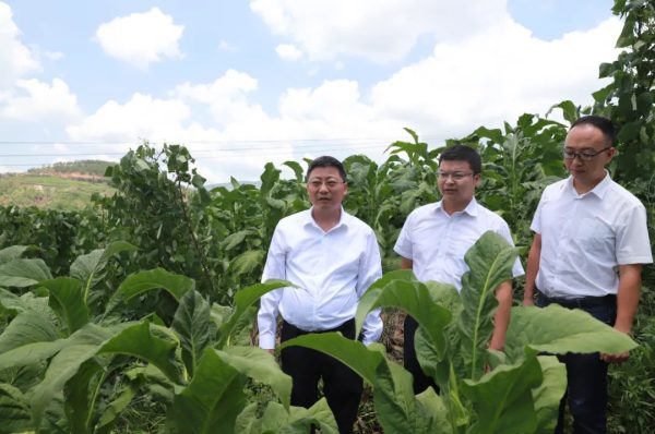 会东资讯:环江红到野租乡、嘎吉镇、乌东德镇田间地头调研-会东网