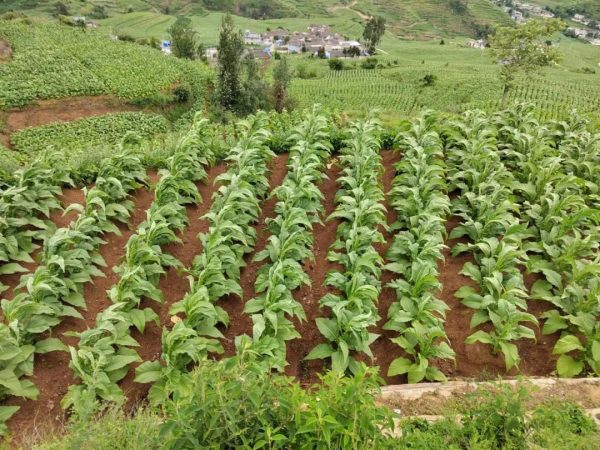 会东三农|全面推动会东高质量跨越式发展插图