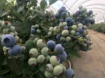 会东发展70年岁月弹指一挥间,70年会东沧桑巨变!插图3 会东发展70年岁月弹指一挥间,70年会东沧桑巨变!插图3