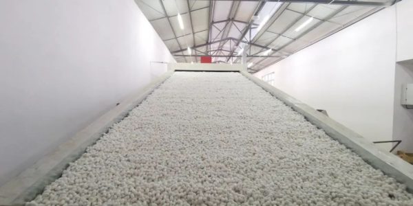 会东县大崇镇圆满完成春茧收购,产茧46862.2公斤!插图 会东县大崇镇圆满完成春茧收购,产茧46862.2公斤!插图