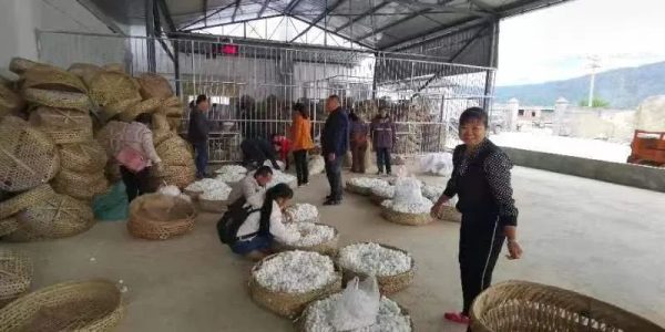 会东县大崇镇圆满完成春茧收购,产茧46862.2公斤!插图1 会东县大崇镇圆满完成春茧收购,产茧46862.2公斤!插图1