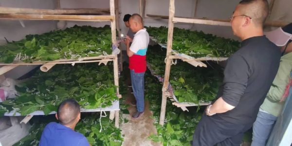 会东县大崇镇圆满完成春茧收购,产茧46862.2公斤!插图3 会东县大崇镇圆满完成春茧收购,产茧46862.2公斤!插图3