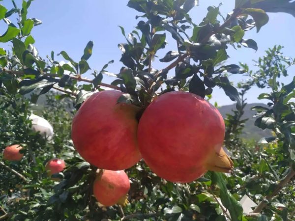 会东县姜州镇民权村：住上了好房子过上好日子插图4