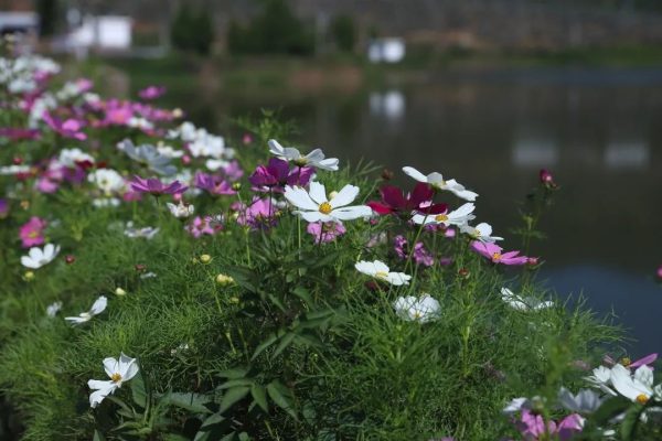会东县姜州镇民权村：住上了好房子过上好日子插图5