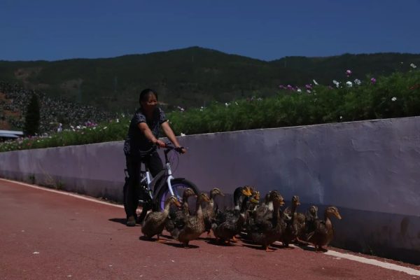 会东县姜州镇民权村：住上了好房子过上好日子插图6