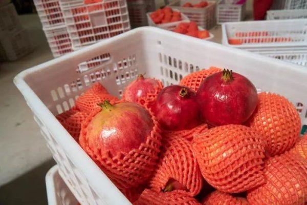 会东县姜州镇山北村：万亩软籽石榴换“新颜”插图1