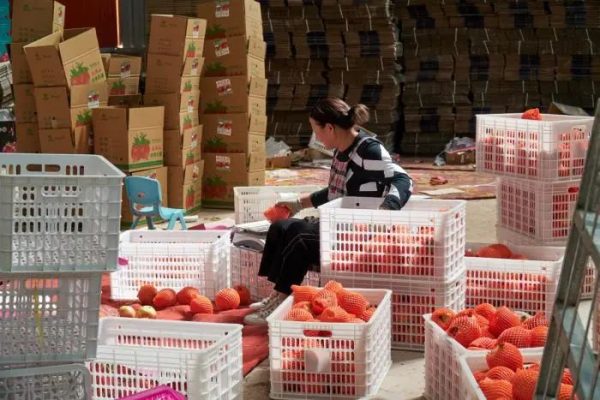 会东县姜州镇山北村：万亩软籽石榴换“新颜”插图3