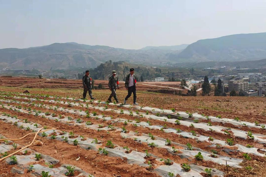 会东姜州镇组织开展毒品原植物踏查工作插图 会东姜州镇组织开展毒品原植物踏查工作插图