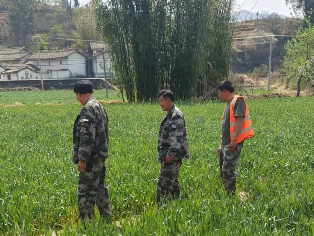 会东姜州镇组织开展毒品原植物踏查工作插图2 会东姜州镇组织开展毒品原植物踏查工作插图2