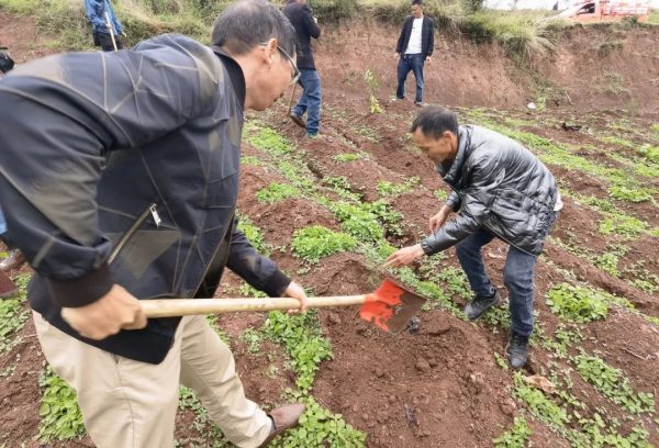 姜州镇开展整治毁林开荒义务造林活动插图4