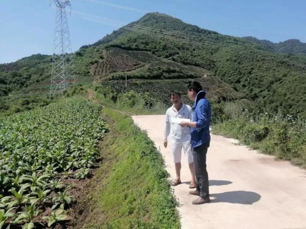 会东姜州镇深入各村田间地头督导调研烤烟中后期田管工作插图1 会东姜州镇深入各村田间地头督导调研烤烟中后期田管工作插图1