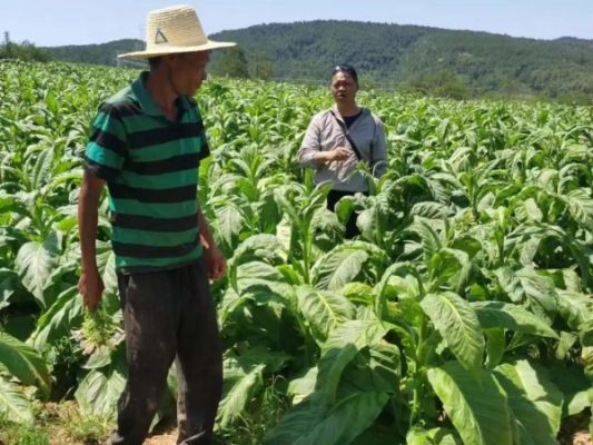 会东县土特产有什么(会东县有哪些特产)?插图1 会东县土特产有什么(会东县有哪些特产)?插图1