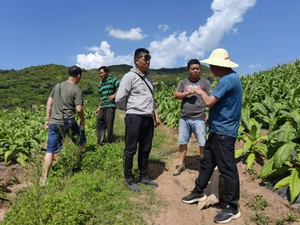会东姜州镇深入各村田间地头督导调研烤烟中后期田管工作插图2 会东姜州镇深入各村田间地头督导调研烤烟中后期田管工作插图2