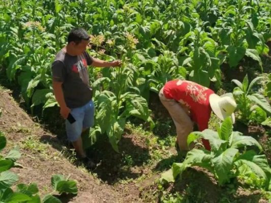 会东县土特产有什么(会东县有哪些特产)?插图2 会东县土特产有什么(会东县有哪些特产)?插图2