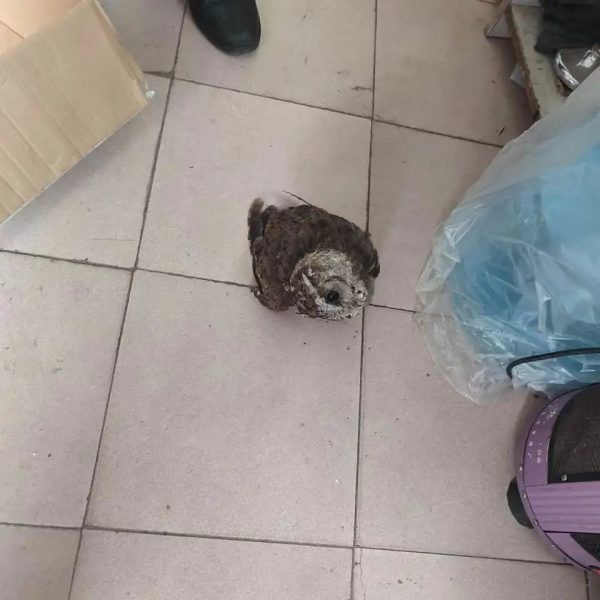 会东县鯵鱼河镇发现一只疑似受伤的猫头鹰插图2 会东县鯵鱼河镇发现一只疑似受伤的猫头鹰插图2
