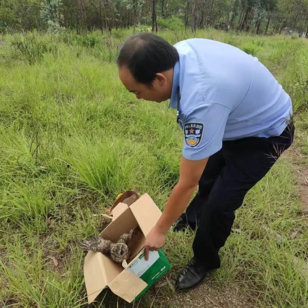 会东县鯵鱼河镇发现一只疑似受伤的猫头鹰插图3 会东县鯵鱼河镇发现一只疑似受伤的猫头鹰插图3
