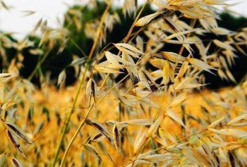 会东资讯|燕麦酒是会东地区数百年来的酿造习俗与传插图1 会东资讯|燕麦酒是会东地区数百年来的酿造习俗与传插图1